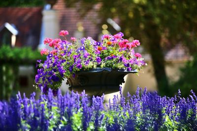 Close-up of purple flowers blooming outdoors