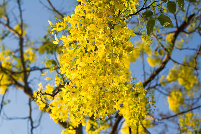Low angle view of yellow flowering plant
