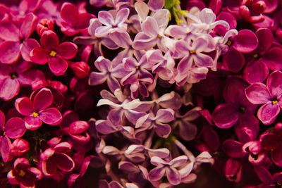 High angle view of pink flowering plants