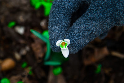 Close-up of flower blooming outdoors