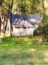 Trees on field in forest