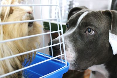 Close-up portrait of dog in cage