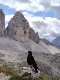 View of a bird on rock