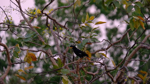 Bird perching on a tree