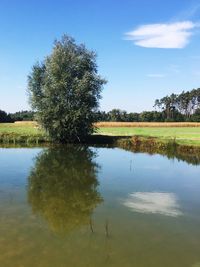 Reflection of trees in water