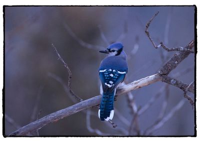 Close-up of bird perching on branch