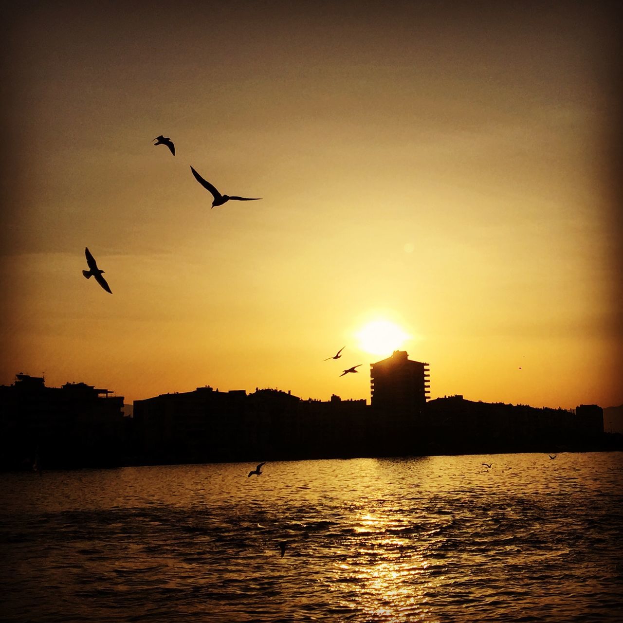 bird, flying, animal themes, sunset, animals in the wild, wildlife, silhouette, sun, water, waterfront, spread wings, building exterior, built structure, architecture, sky, nature, scenics, one animal, flock of birds