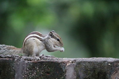 Close-up of squirrel on rock