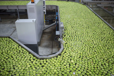 Green apples in factory being washed