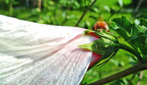 Close-up of ladybug on flower