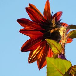 Low angle view of day lily blooming against sky