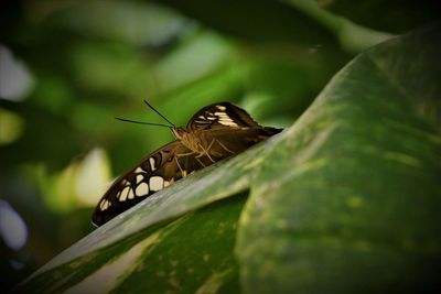 Close-up of butterfly perching on leaf