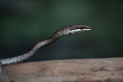 Close-up of snake on branch