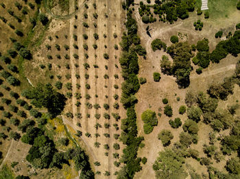 High angle view of trees on field