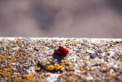 Close-up of ladybug on rock