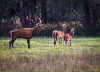 Deer on grass