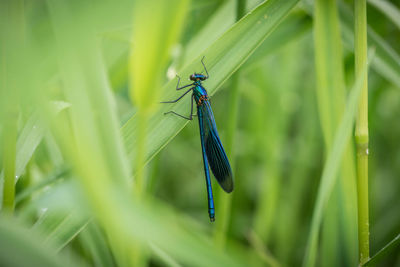 Close-up of insect on grass