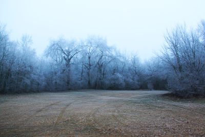 Bare trees on snow covered land