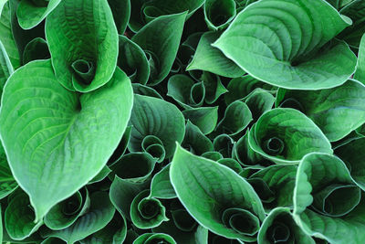 High angle view of succulent plant leaves