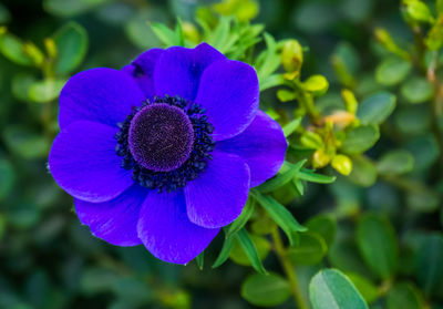 Close-up of purple flower