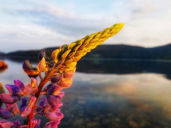 Close-up of yellow flowering plant against sky