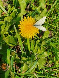 High angle view of butterfly pollinating on yellow flower