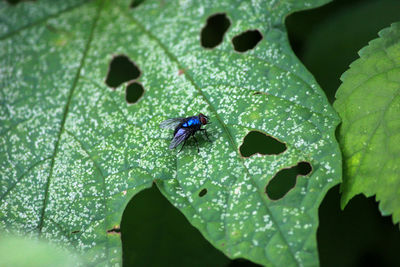 Close-up of insect on leaves