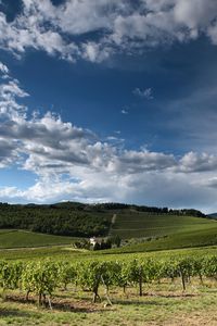 Scenic view of agricultural field against sky