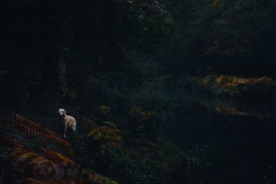 Horse on tree against sky at night