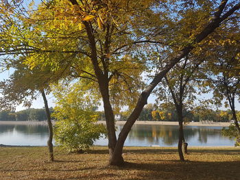 Trees by lake during autumn