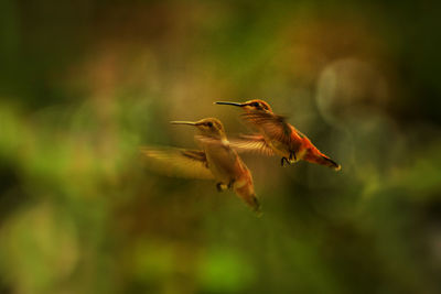 Two hummingbirds flying together. 