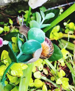 Close-up of snail on plant