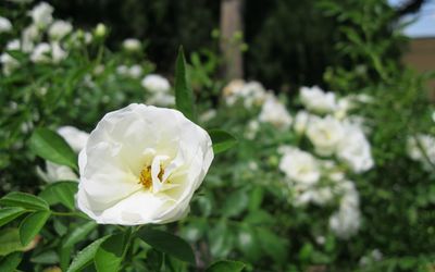 Close-up of white flower blooming outdoors