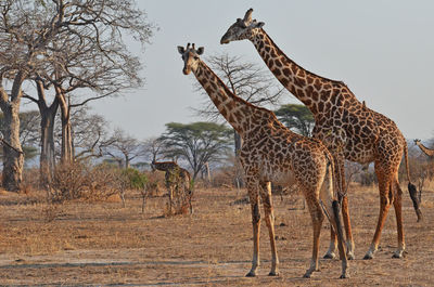 Giraffe in the wild, east africa