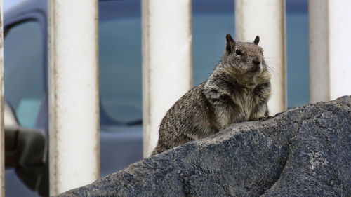 Low angle view of squirrel by rock