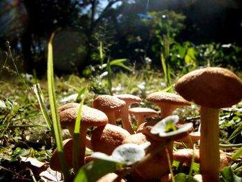 Close-up of mushroom