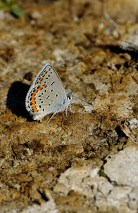 Close-up of butterfly on rock