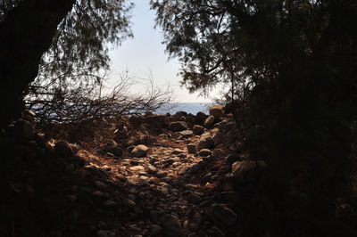 Trees growing on field against sky