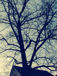 Low angle view of bare tree against sky