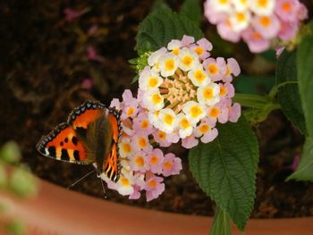 Close-up of butterfly on flower