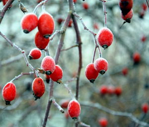 Close-up of red berries on tree