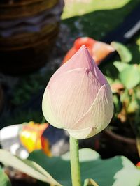 Close-up of lotus water lily