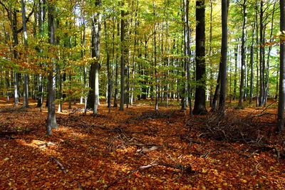 Trees in forest