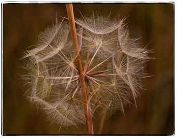 Close-up of dandelion