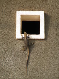 Close-up of a lizard on wall