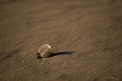 Close-up of shell on sand