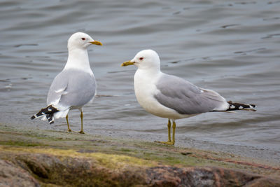 Common gulls perching on a rock by the sea