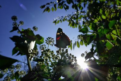 Butterfly and leaves against blue sky
