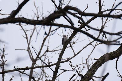 Low angle view of bare branches against the sky