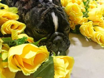 Close-up portrait of yellow flowers